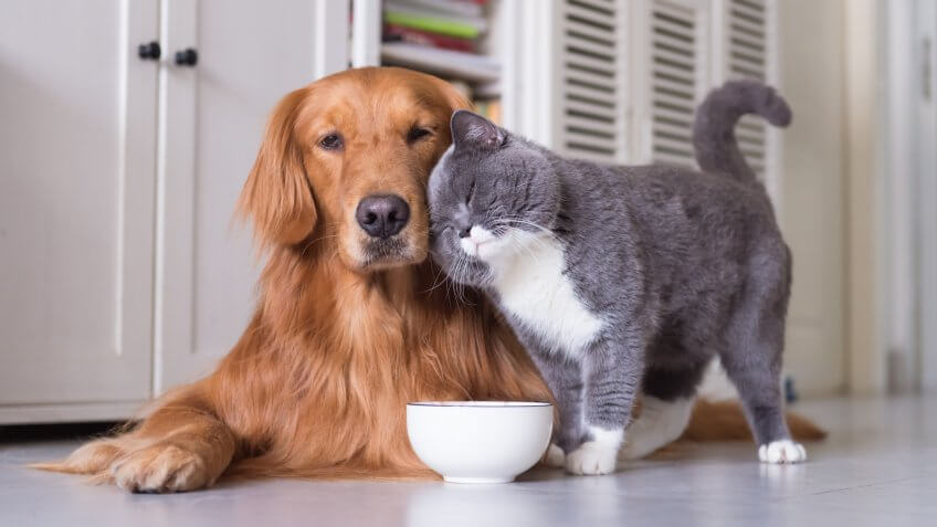 are cat people smarter than dog people